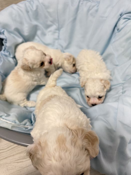 4 căței talie mică își caută familie iubitoare