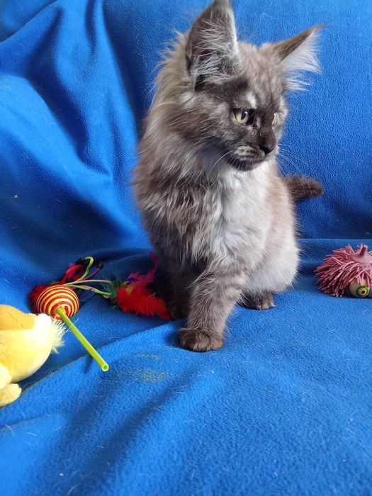 Будущие великаны