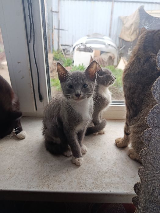 Веселые котята крысоловы