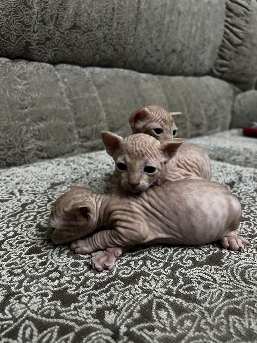 Продаются( БРОНЬ) канадский сфинкс