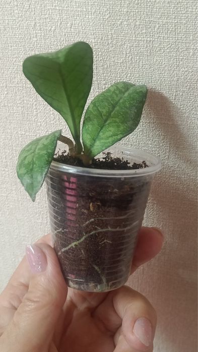 Крассипетиолата сплеш, Пхувуаенсис, Бордени