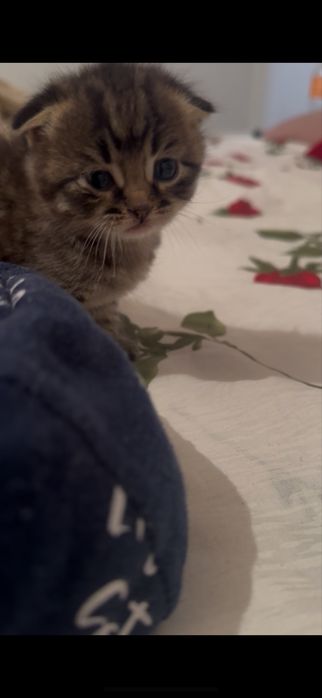 Шотланский кошка актау