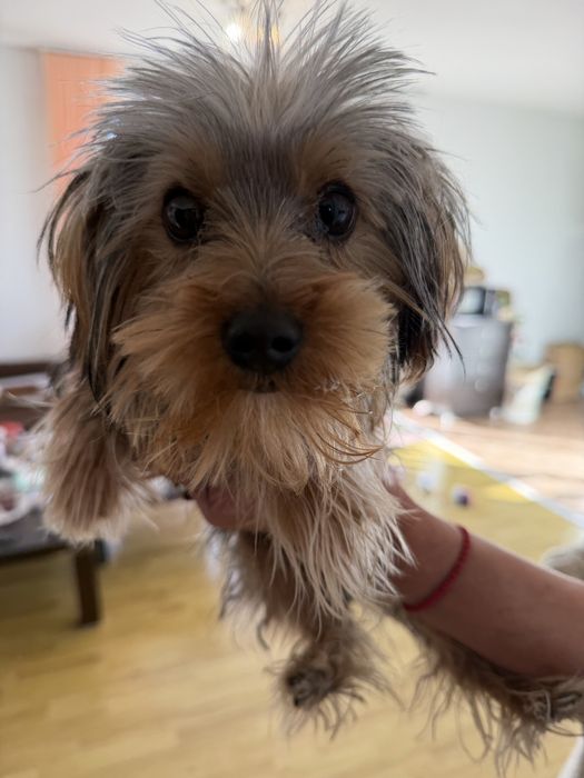 Продава се: Йоркшир Тоти на 7 месеца