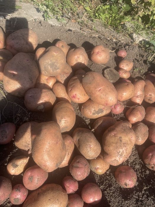 Продам картофель домашний