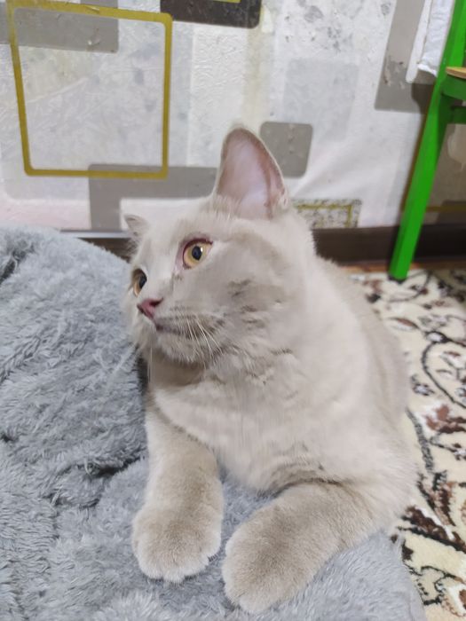 Scottish Strayt 4 oylik. seriy rangli sotiladi