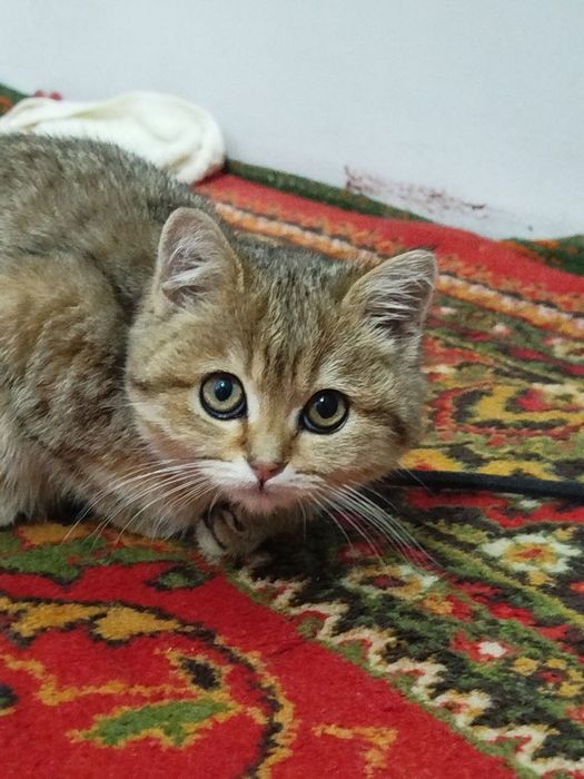 Mushukcha  aqlli , ovqatga oʻrgangan, emlangan, pasaporti bor ,