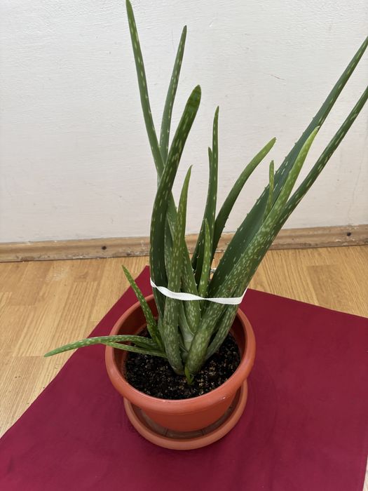 Floare naturala in ghiuveci (aloe vera)