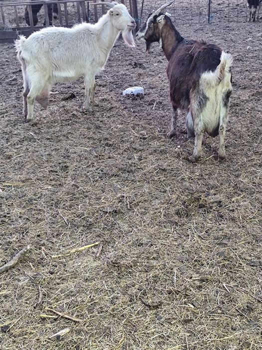 Vând capre gestante