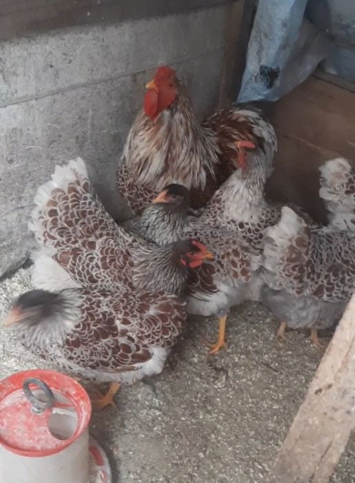 Vand pui de casa, pui si oua de Wyandotte, Plymouth Rock, Brahma