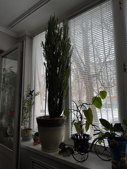 Комнатные цветы от 5.000 тг