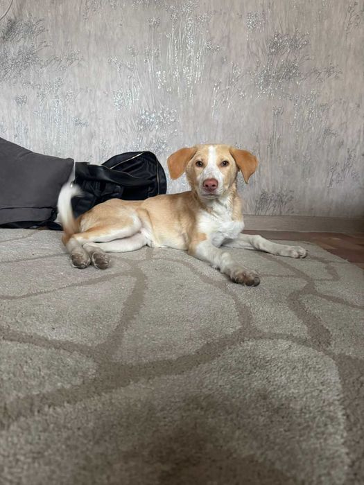 Щенок, метис лабрадора