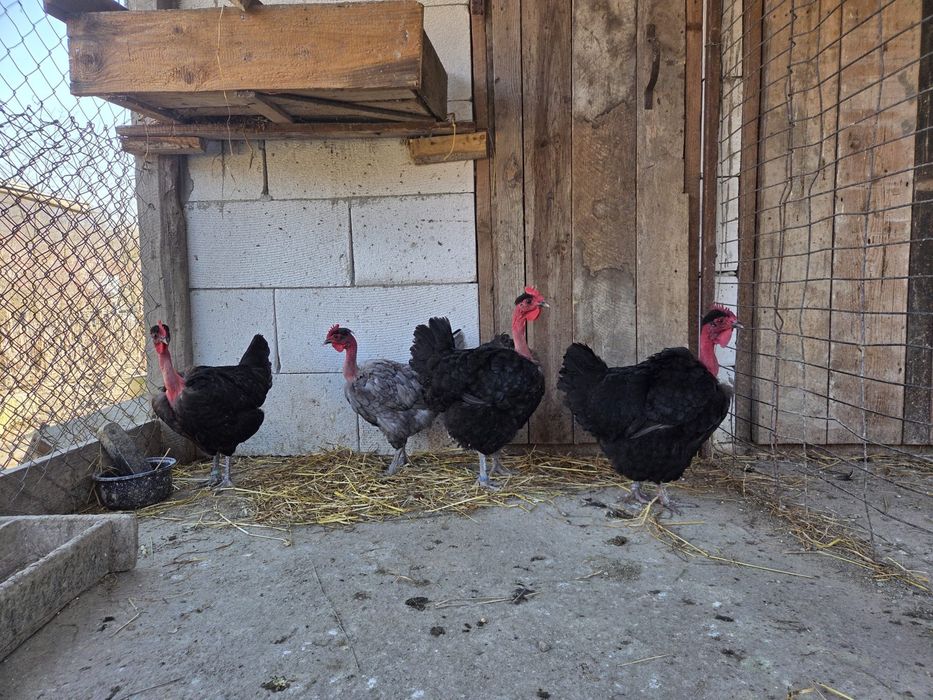 Cocosi Gat Golas de Transilvania