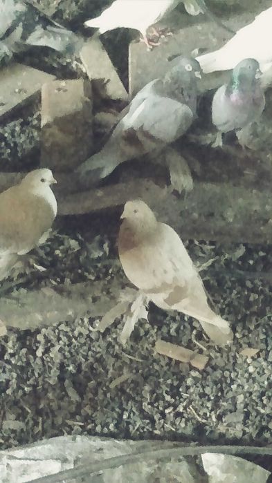 Продам голубей игровых