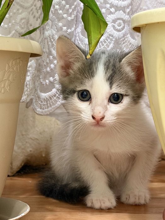 Продам домашнее кошки