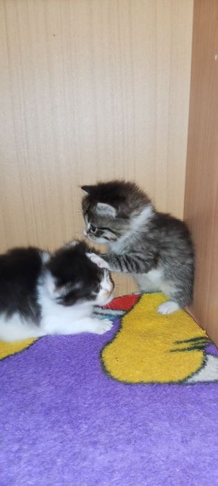 Отдам котят в добрые руки