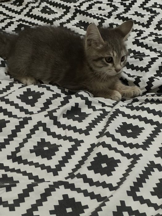 Котенок, 3 месяца