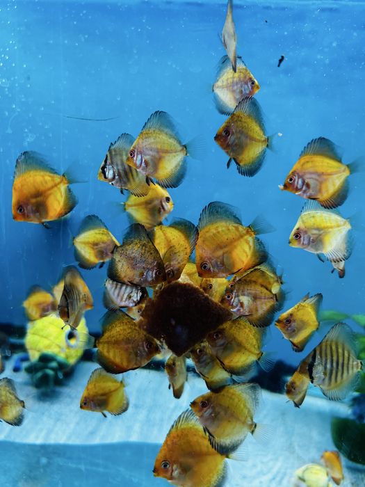 Молодь дискусы, средний размер 4 см