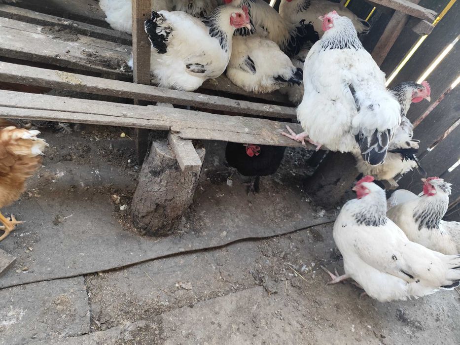 Oua incubat disponibile