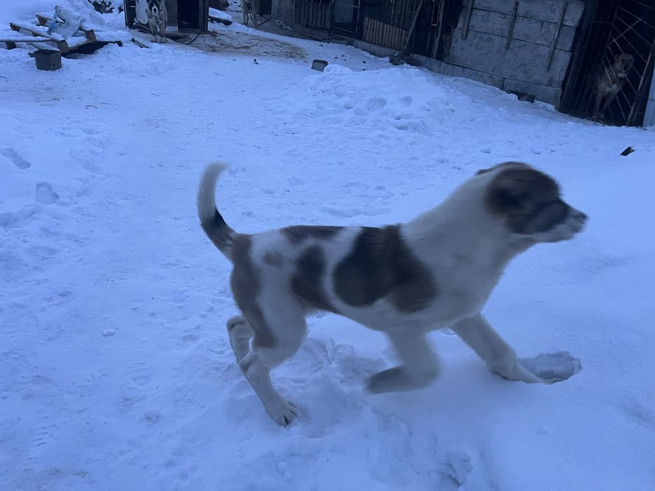 Продам щенка САО