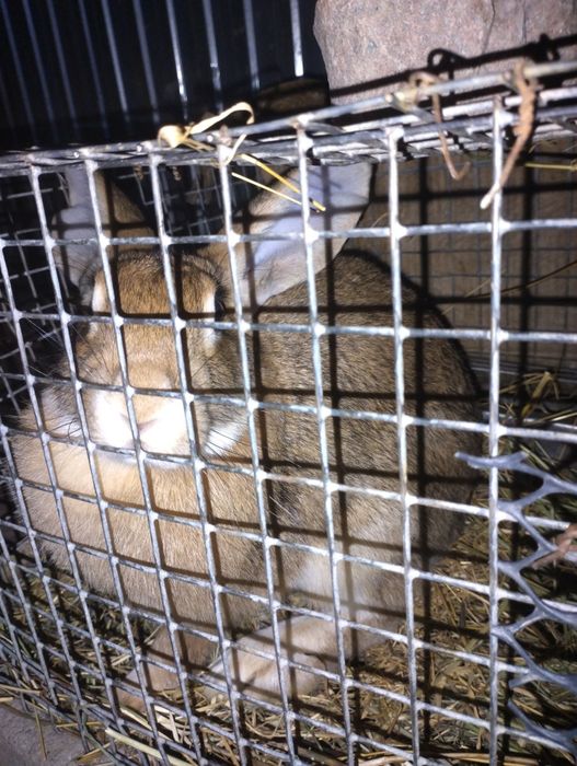 Бургундская парода