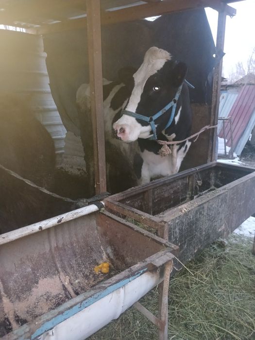 Сауын сирлар сатлады 3 бас