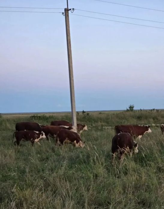 Продам 36 голов герефорд