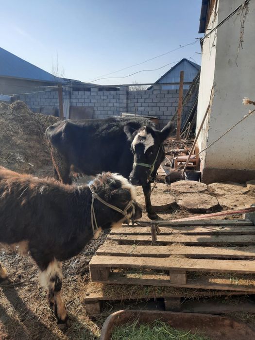 Сиыр бузауымен.