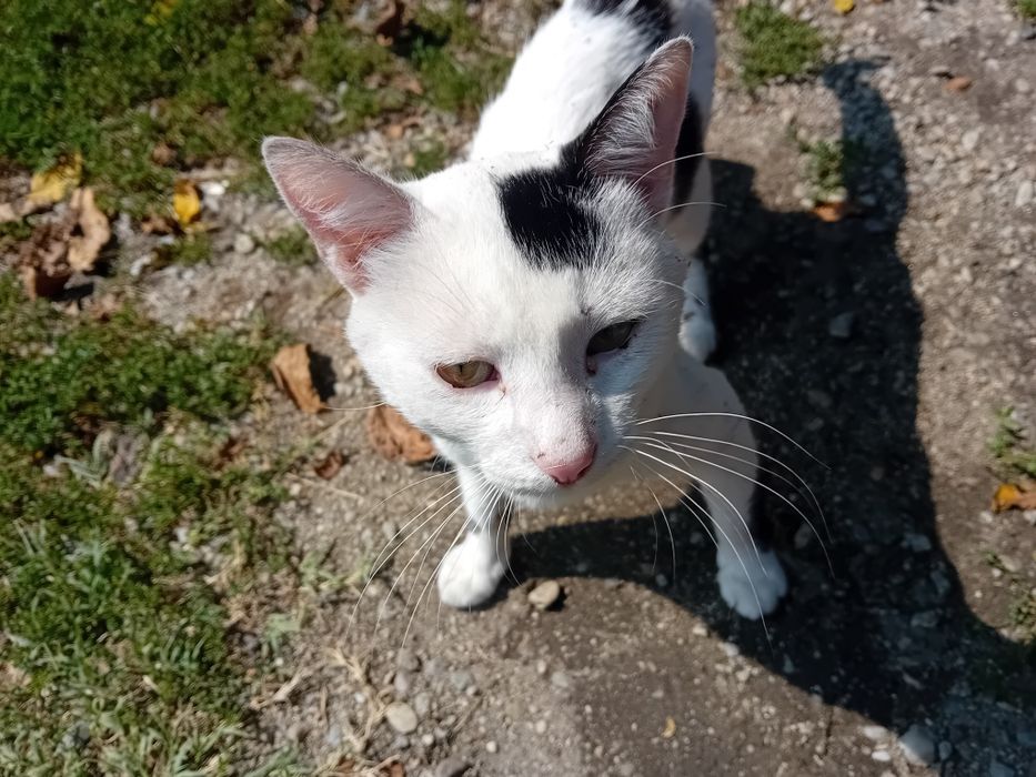 Servici pet care pentru pisici și animale mici