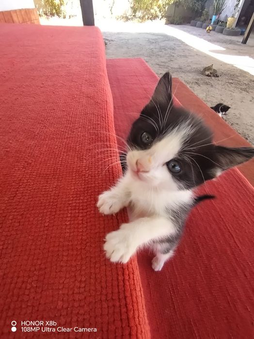 Отдам котят бесплатно
