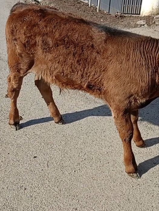 Vand tauras si femele de rasa bune