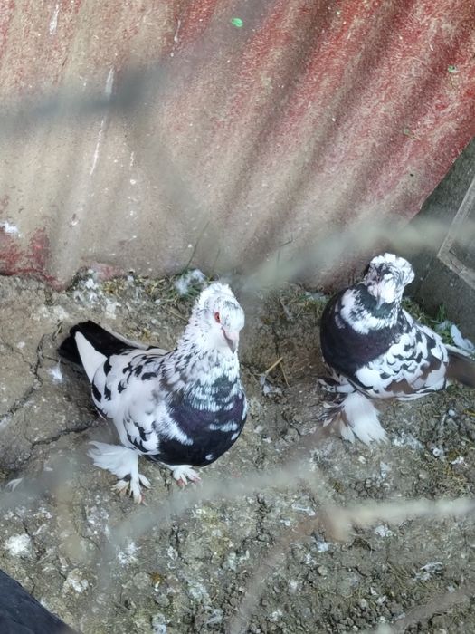 Porumbei ,uriași maghiar ,strasseri