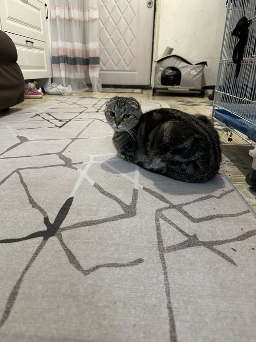 Продам котенка вислаухий