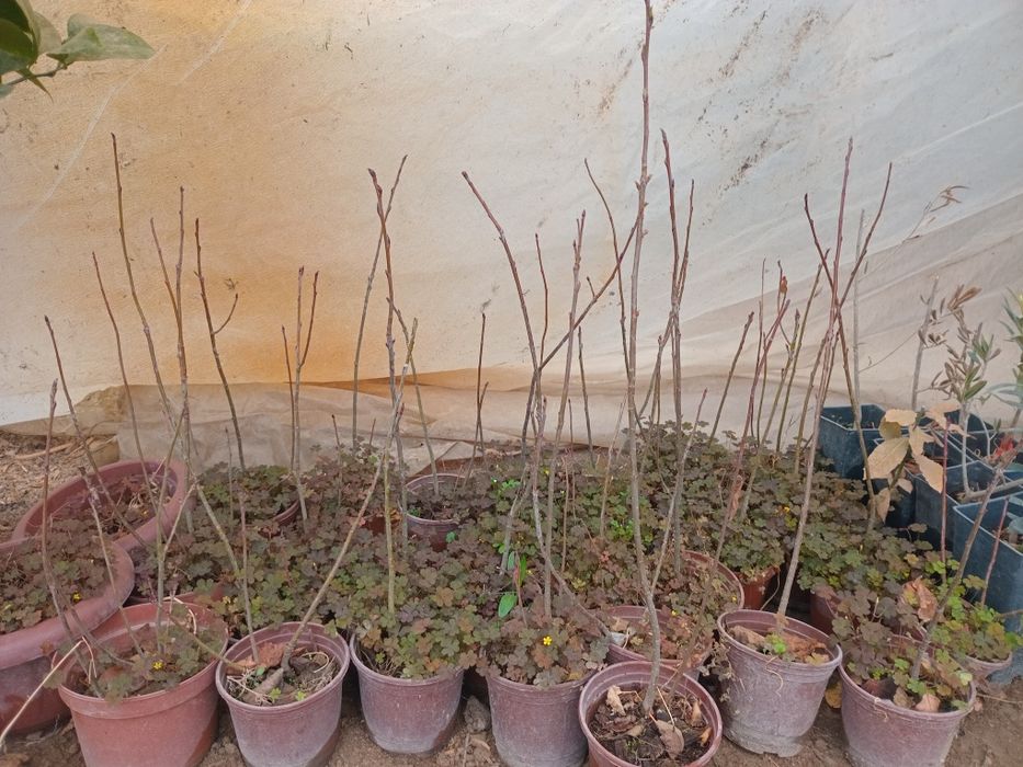 Banan kivi zaytun uzum galubik  arbuts kuchatlari bor