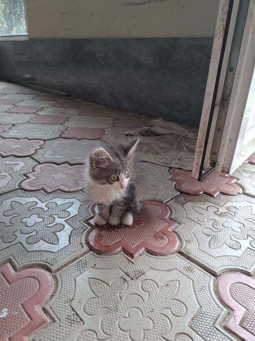 Отдам котят в добрые руки