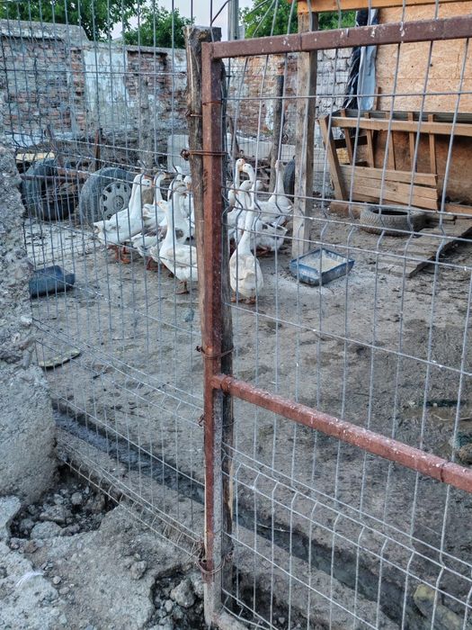 Gâște de vânzare