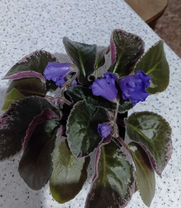 Фиалки продаются