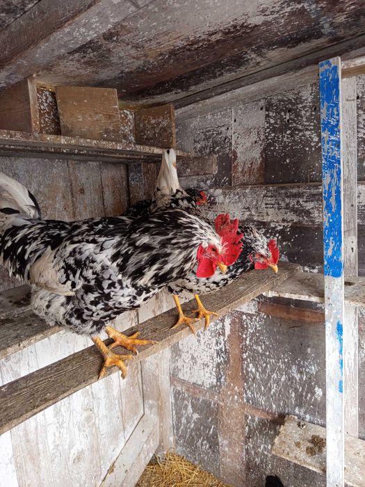 Oua incubat pinta și italiene