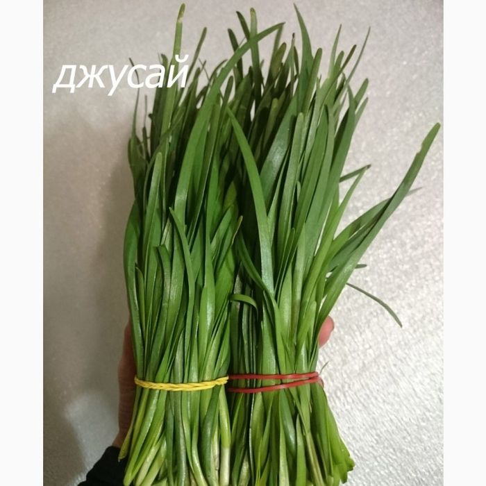 Продам джусай  домашний