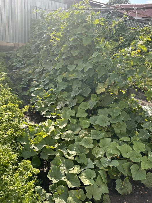 ОГУРЦЫ НА ЗАСОЛКУ, домашние с грядки, яблоки