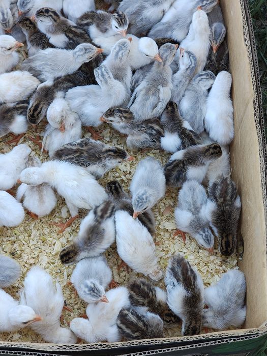 Vând bibilici pinguin