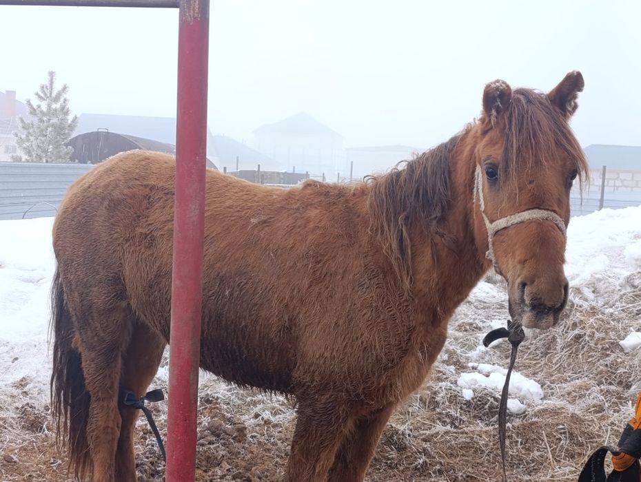 Продам в п.Талапкер байтал
