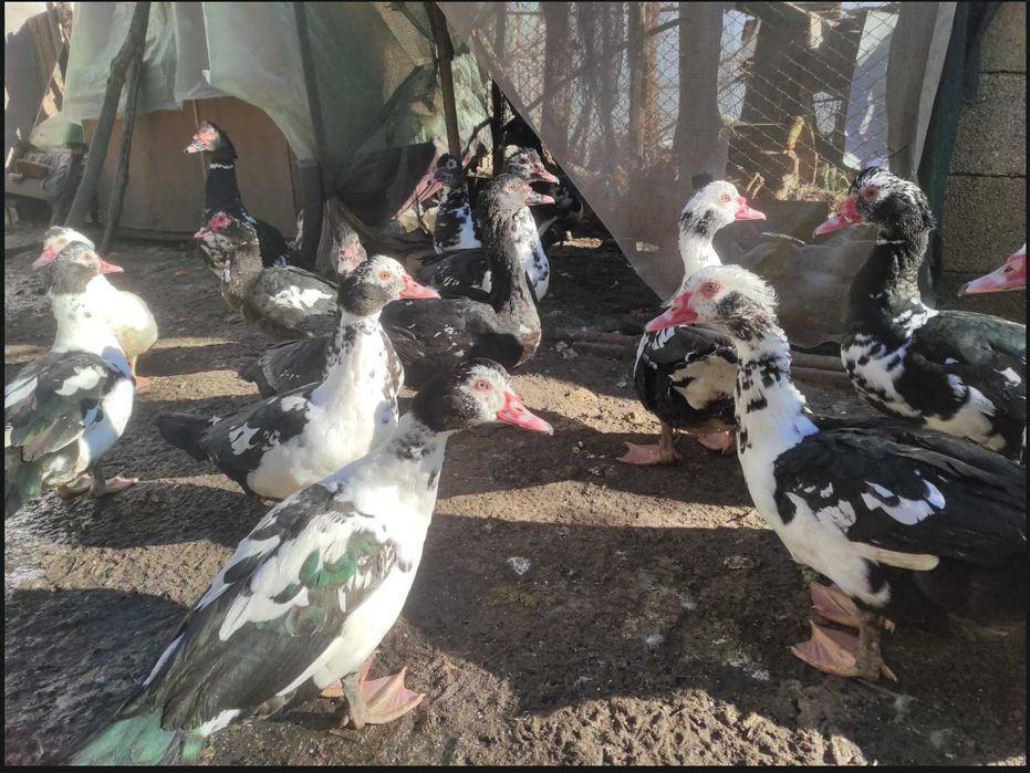 Rate lesesti (mute) tinere.