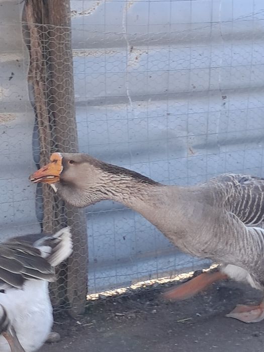 Gâscan holmogor, cocoși australop si altele