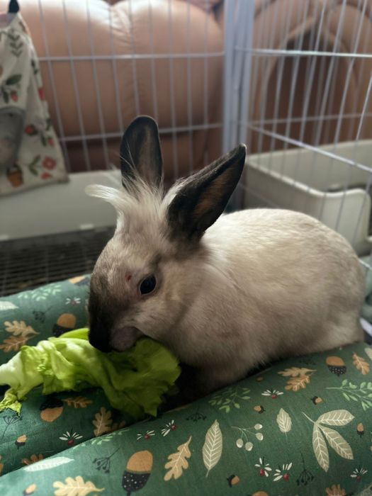 Молодые кролики,девочки