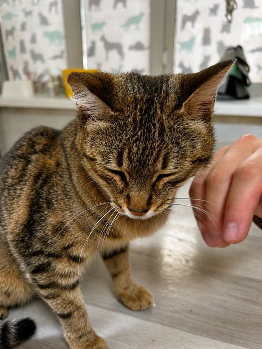 Кошечка ищет маму и папу