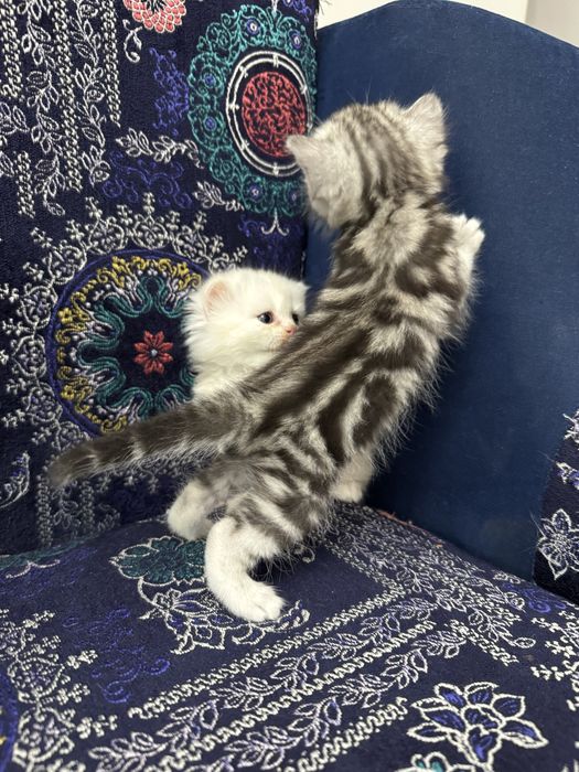 Продам котенка британца