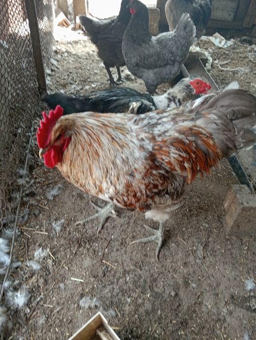 Продам петухов крупных и гусей