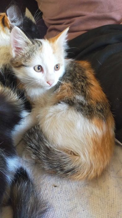 Кошки котята мысык