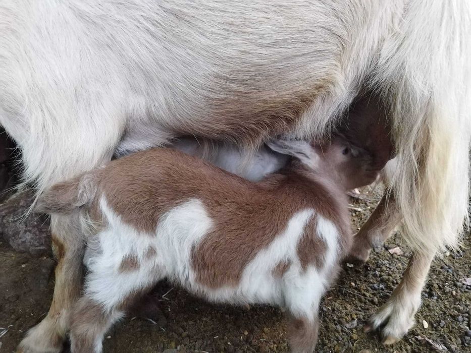 2 iezi mici de 1 luna