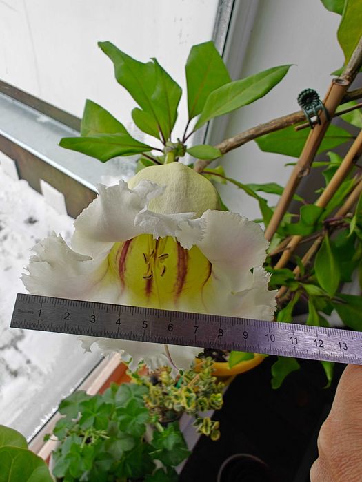 Соландра, цветущая лиана